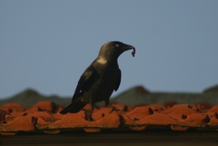 Corvus monedula