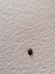 Harmonia axyridis