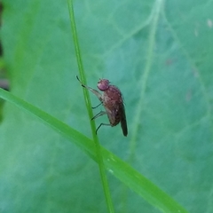 Suillia variegata