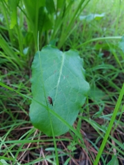Suillia variegata