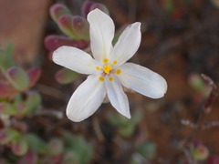 Moraea crispa