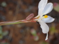 Moraea crispa