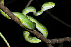 Trimeresurus macrops