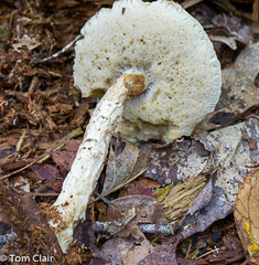 Tylopilus intermedius