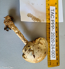 Tylopilus intermedius