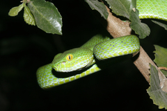 Trimeresurus macrops