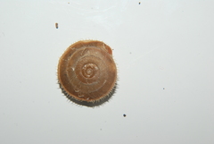 Stenotrema barbigerum