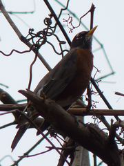 Turdus migratorius
