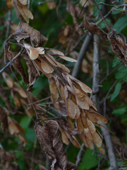 Acer negundo