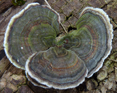 Trametes versicolor