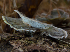 Trametes versicolor