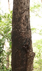 Lannea coromandelica