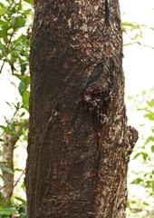 Lannea coromandelica