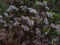 Ageratina altissima