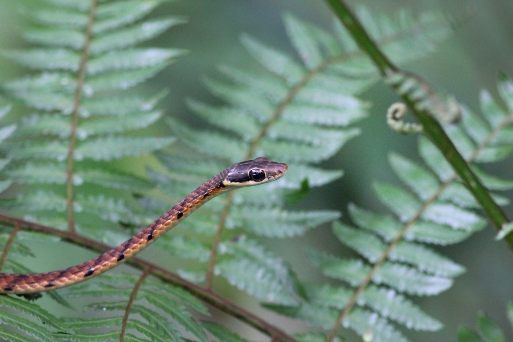 Gunther's Bronzeback Tree Snake