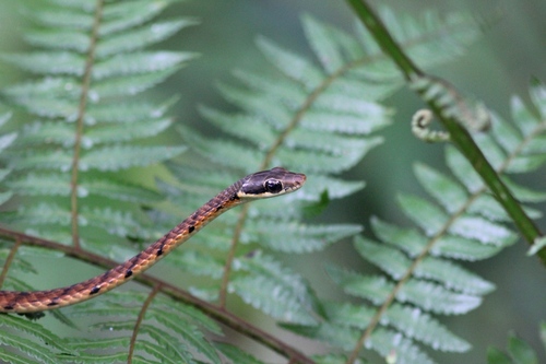Stripe-Tailed Bronzeback