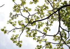 Lannea coromandelica