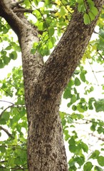 Lannea coromandelica