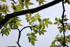 Lannea coromandelica