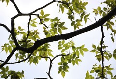 Lannea coromandelica