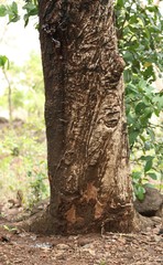 Lannea coromandelica