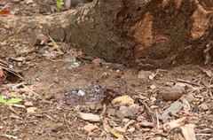 Lannea coromandelica