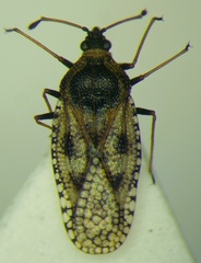 Dictyla echii
