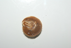 Stenotrema barbigerum