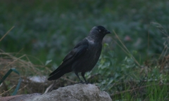 Corvus monedula