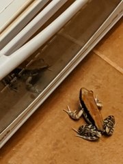 Hydrophylax bahuvistara