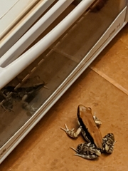 Hydrophylax bahuvistara