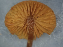 Galerina nana