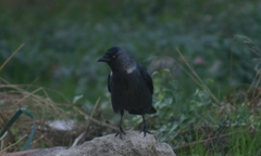 Corvus monedula
