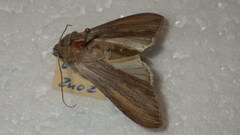 Cucullia umbratica
