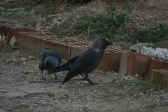 Corvus monedula