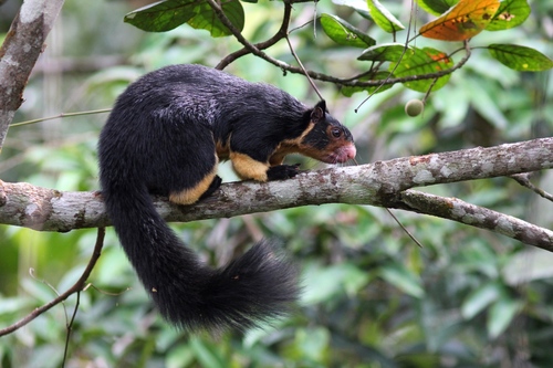 Sri Lankan Giant Squirrel