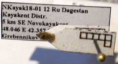 Dictyla nassata