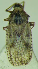 Dictyla nassata