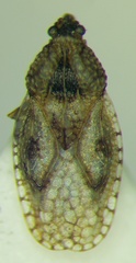 Dictyla nassata