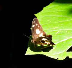 Oxeoschistus tauropolis tauropolis