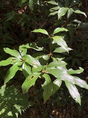 Neolitsea sericea