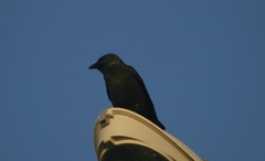 Corvus monedula