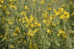 Helianthus nuttallii