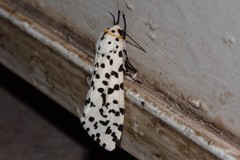 Alpenus nigropunctata