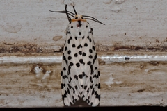 Alpenus nigropunctata