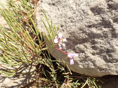 Pelargonium laevigatum oxyphyllum