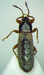 Dimorphopterus blissoides