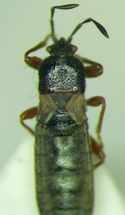 Dimorphopterus blissoides