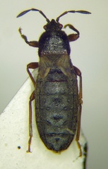 Dimorphopterus blissoides