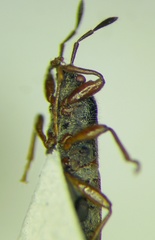 Dimorphopterus blissoides